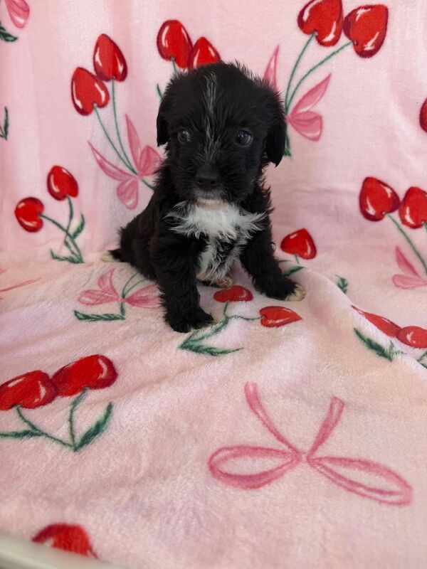 Adorable shih tzu � jack russell puppies ? ready next week! - Image 5 of 8