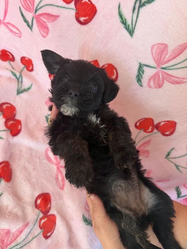 Adorable shih tzu � jack russell puppies ? ready next week! - Image 6 of 8