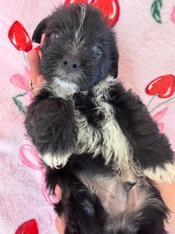Adorable shih tzu � jack russell puppies ? ready next week! - Image 7 of 8