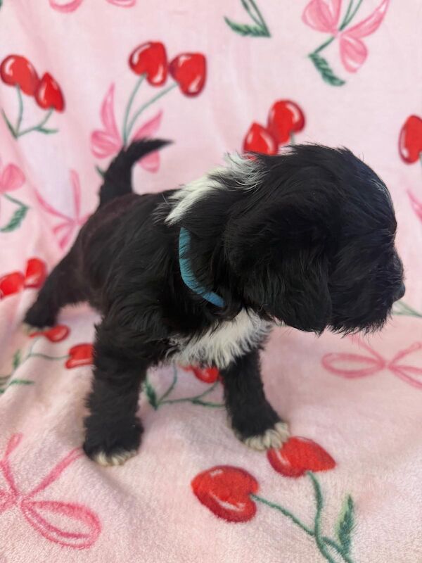 Adorable shih tzu � jack russell puppies ? ready next week! - Image 8 of 8