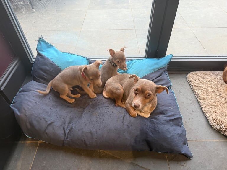 Jack Russell Terrier puppies for sale in Guildford, Surrey – 10 months old - Image 1 of 3