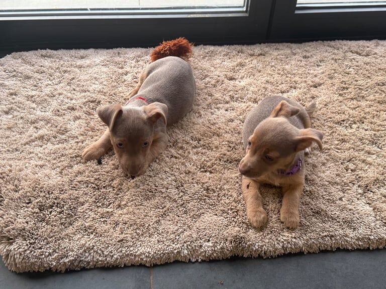 Jack Russell Terrier puppies for sale in Guildford, Surrey – 10 months old - Image 2 of 3