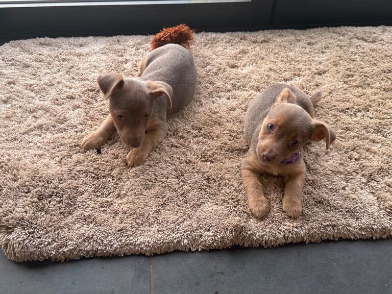 Jack Russell Terrier puppies for sale in Guildford, Surrey – 10 months old - Image 3 of 3