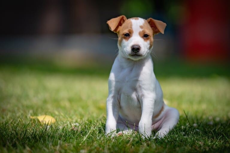 Jack Russell puppies for sale in Minster, Kent – KC registered, 9 weeks old