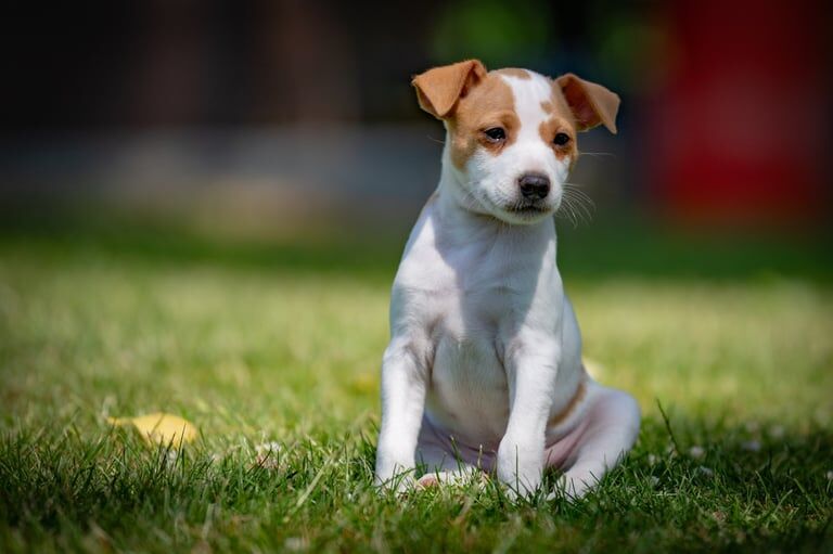 Jack Russell puppies for sale in Minster, Kent – KC registered, 9 weeks old - Image 2 of 3
