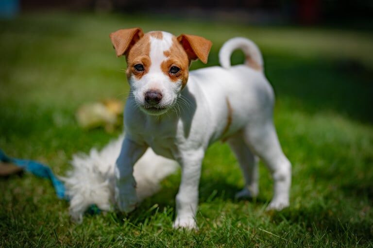 Jack Russell puppies for sale in Minster, Kent – KC registered, 9 weeks old - Image 3 of 3
