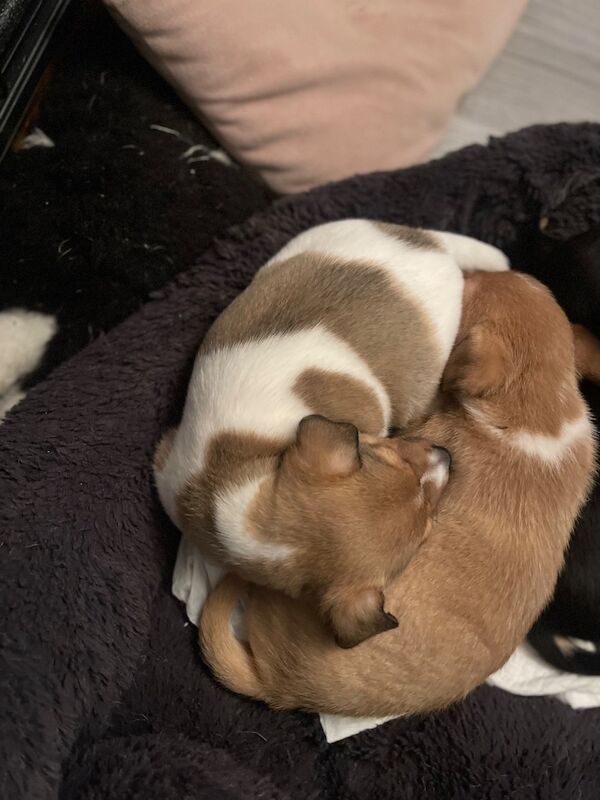 Jack Russell Terrier puppies for sale in Berkshire – 5 weeks old