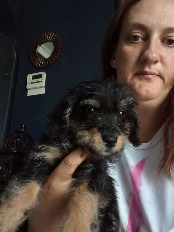 Baby jackapoo male 11 weeks old