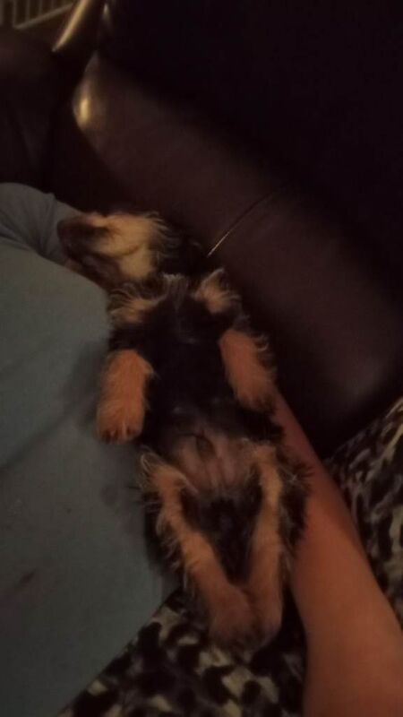 Baby jackapoo male 11 weeks old - Image 3 of 4
