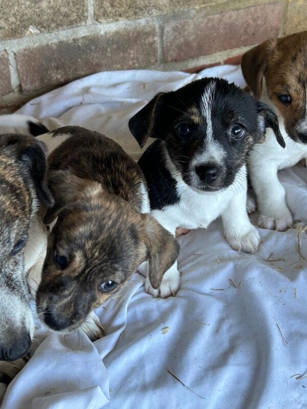 Beagle cross Jack Russell 2 girls one - Image 2 of 4