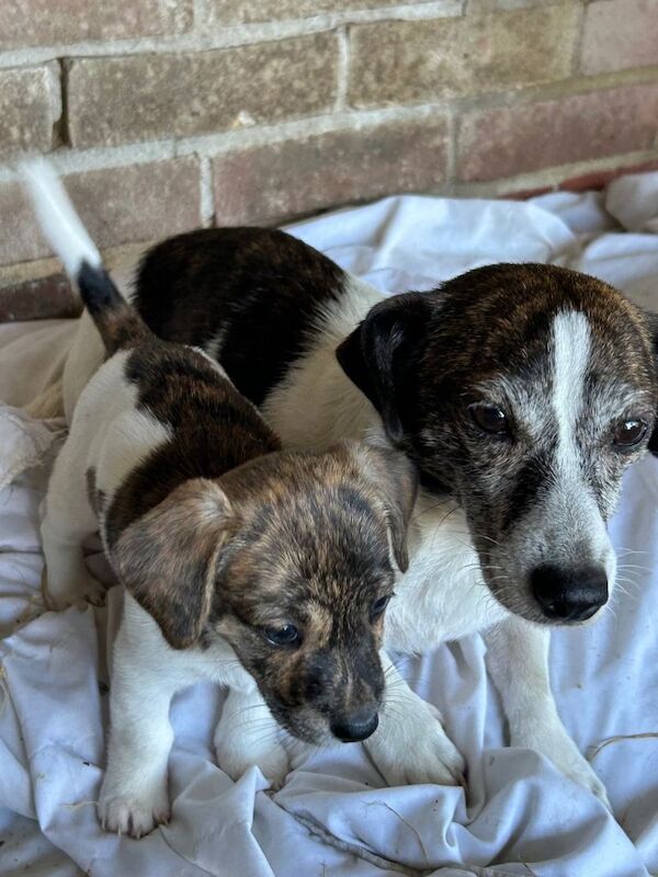 Beagle cross Jack Russell 2 girls one - Image 3 of 4