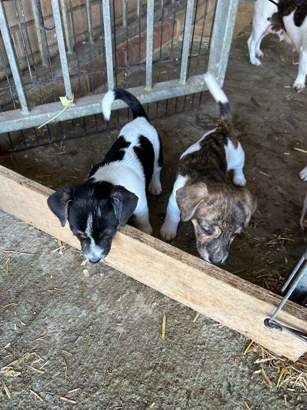 Beagle cross Jack Russell 2 girls one - Image 4 of 4