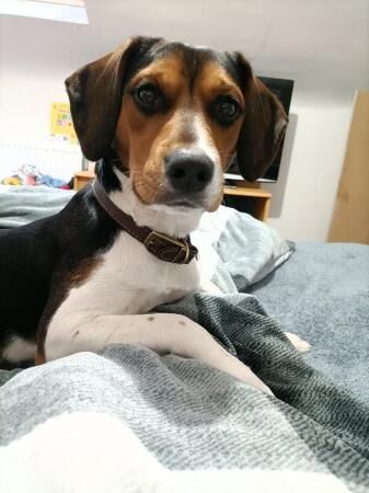 Beagle X Jack Russell in need of new home for sale in Cinderford, Gloucestershire