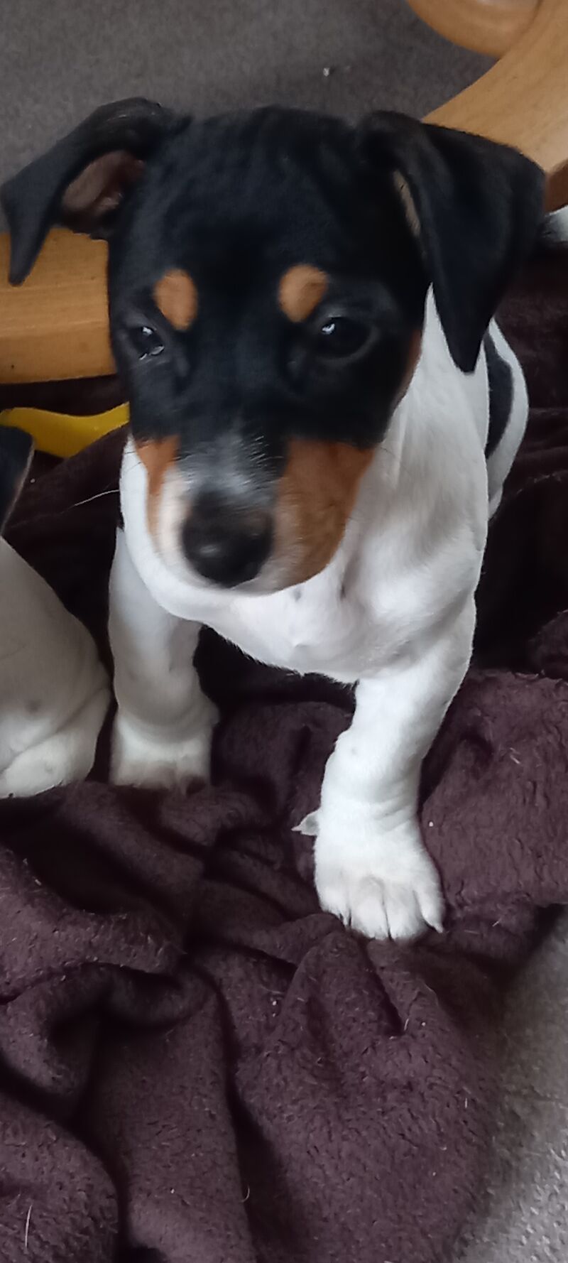 Beautiful 12 wks old female pup for sale in Gloucestershire - Image 4