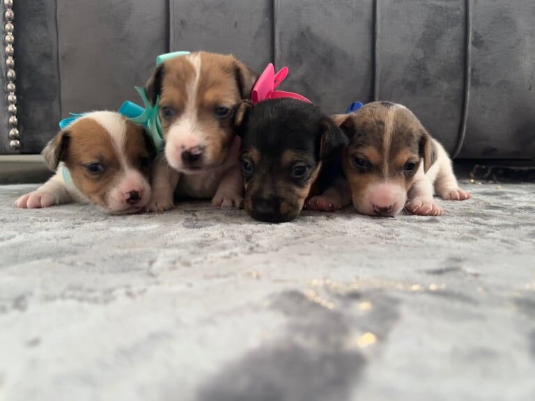 Jack Russell Terrier puppies for sale in Telford, Shropshire – 3 weeks old