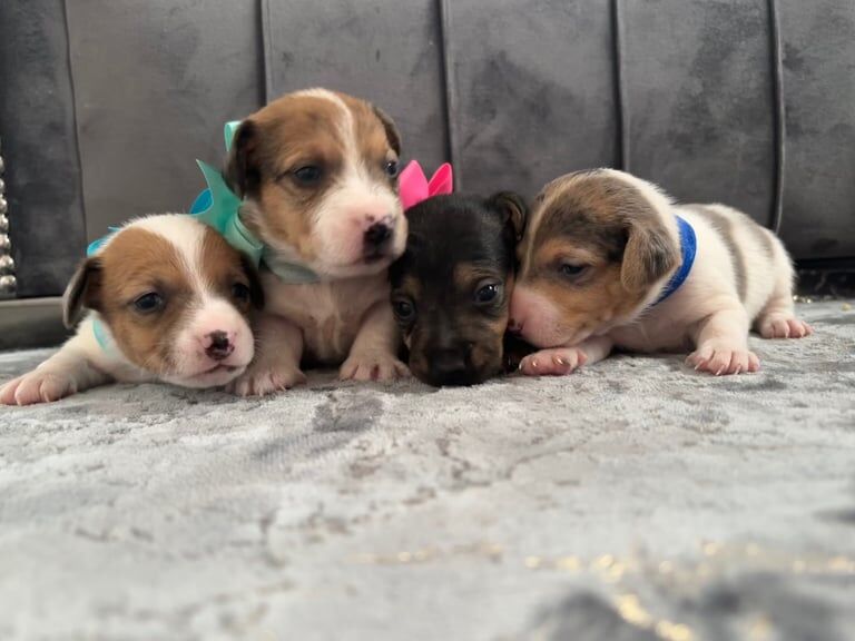 Jack Russell Terrier puppies for sale in Telford, Shropshire – 3 weeks old - Image 2 of 5