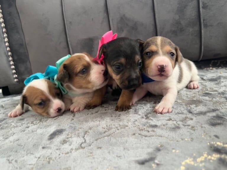 Jack Russell Terrier puppies for sale in Telford, Shropshire – 3 weeks old - Image 3 of 5