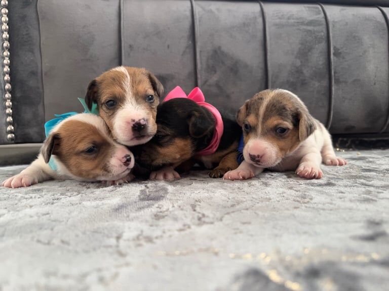 Jack Russell Terrier puppies for sale in Telford, Shropshire – 3 weeks old - Image 4 of 5