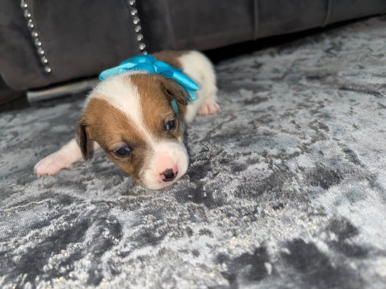 Jack Russell Terrier puppies for sale in Telford, Shropshire – 3 weeks old - Image 5 of 5