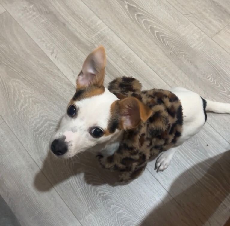 Jack Russell Puppies For Sale