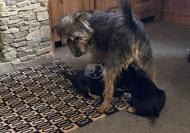 Jack Russell Terrier puppies for sale in Bewdley, Worcestershire – 1 year old - Image 4 of 4