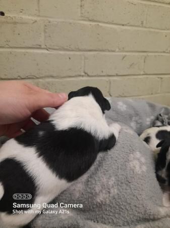 Beautiful black and white jack russell puppies for sale in Shrewsbury, Shropshire - Image 1