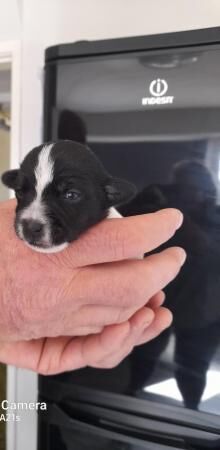 Beautiful black and white jack russell puppies for sale in Shrewsbury, Shropshire - Image 2
