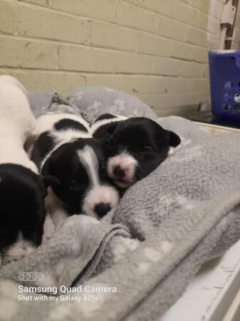 Beautiful black and white jack russell puppies for sale in Shrewsbury, Shropshire - Image 3