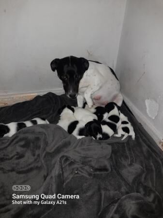 Beautiful black and white jack russell puppies for sale in Shrewsbury, Shropshire - Image 4