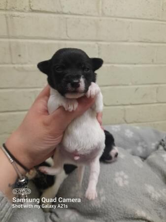 Beautiful black and white jack russell puppies for sale in Shrewsbury, Shropshire - Image 5