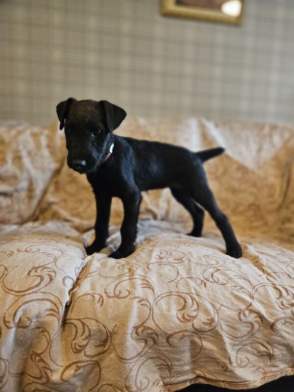 Jack Russell puppies for sale in Wantage, Oxfordshire – 4 months old - Image 3 of 4