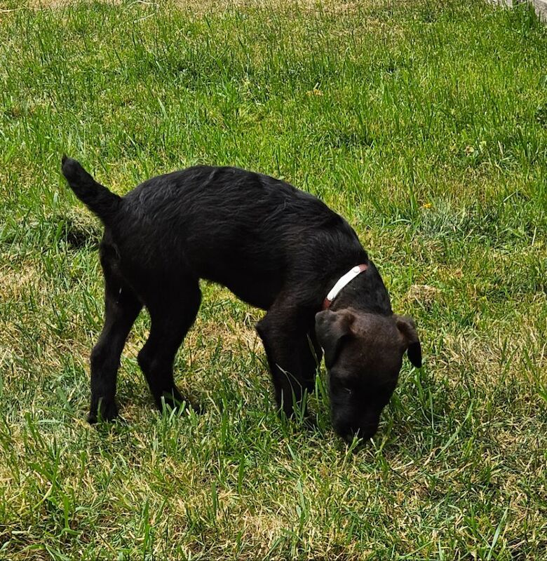 Jack Russell puppies for sale in Wantage, Oxfordshire – 4 months old - Image 4 of 4