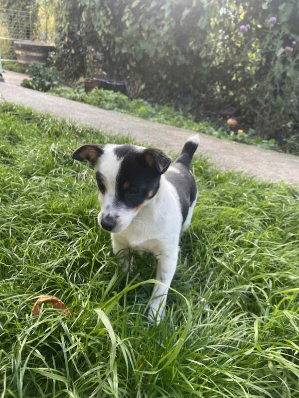 Jack Russell Terrier puppies for sale in Hungerford, Berkshire – 6 months old