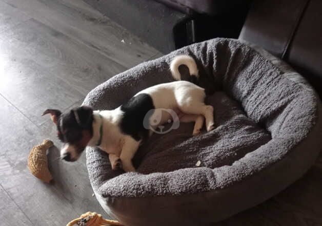 Jack Russell Terrier puppies for sale in Kilwinning, North Ayrshire – 2 years old - Image 1 of 5