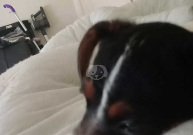 Jack Russell Terrier puppies for sale in Kilwinning, North Ayrshire – 2 years old - Image 2 of 5