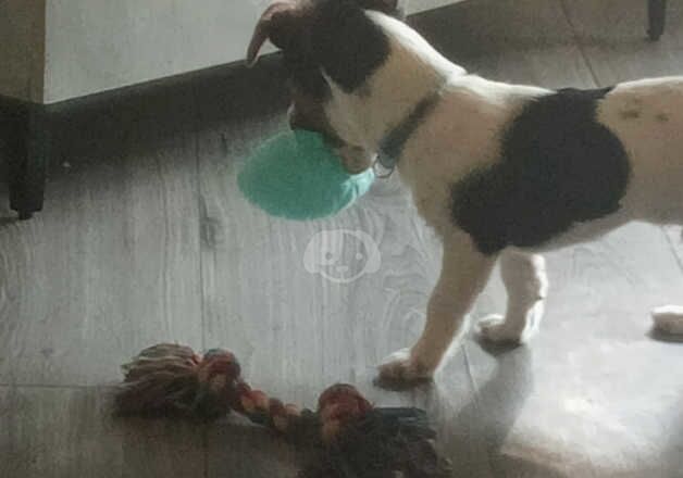 Jack Russell Terrier puppies for sale in Kilwinning, North Ayrshire – 2 years old - Image 3 of 5