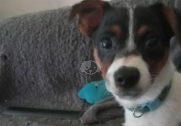 Jack Russell Terrier puppies for sale in Kilwinning, North Ayrshire – 2 years old - Image 4 of 5