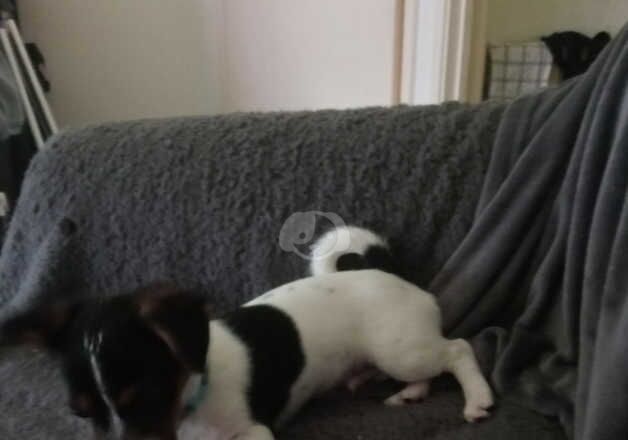 Jack Russell Terrier puppies for sale in Kilwinning, North Ayrshire – 2 years old - Image 5 of 5