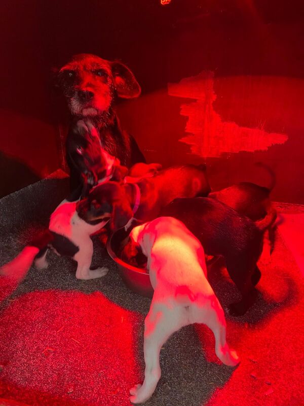 Beautiful cockerjacks looking for forever home