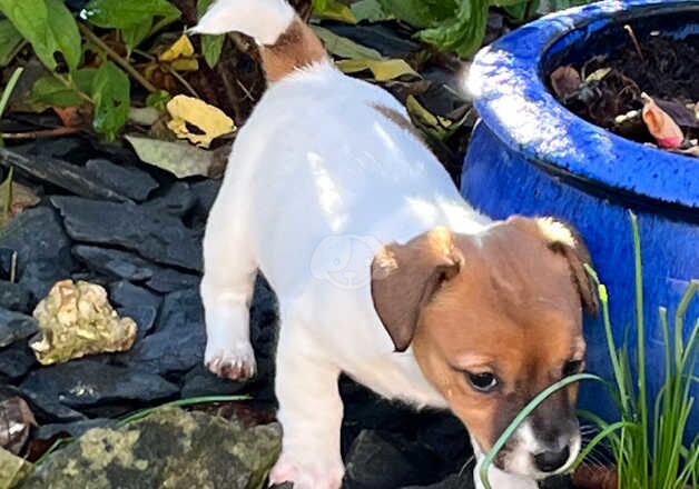 Jack Russell Terrier puppies for sale in Biggleswade, Bedfordshire – 1 year old - Image 1 of 5