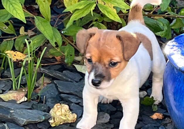 Jack Russell Terrier puppies for sale in Biggleswade, Bedfordshire – 1 year old - Image 2 of 5