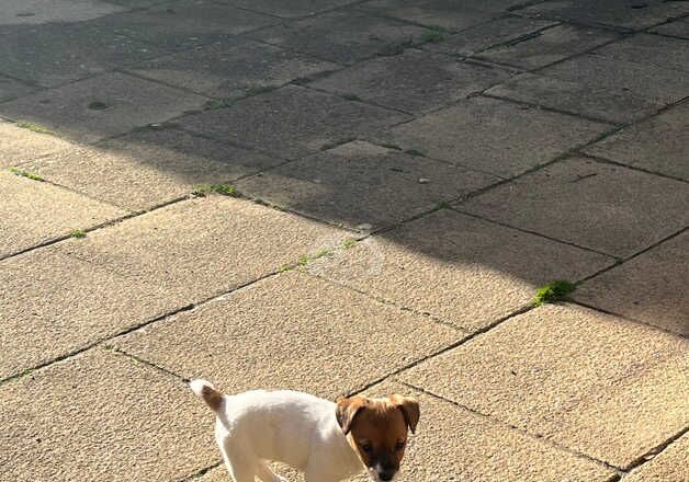 Jack Russell Terrier puppies for sale in Biggleswade, Bedfordshire – 1 year old - Image 3 of 5