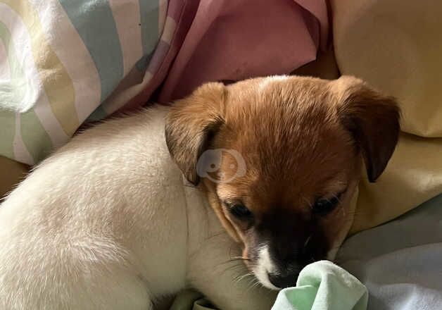 Jack Russell Terrier puppies for sale in Biggleswade, Bedfordshire – 1 year old - Image 4 of 5