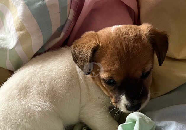 Jack Russell Terrier puppies for sale in Biggleswade, Bedfordshire – 1 year old - Image 5 of 5