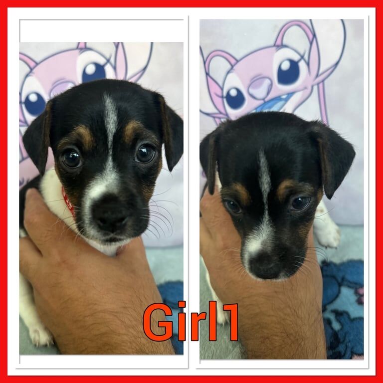 Jack Russell Terrier puppies for sale in Greenford, Greater London – 8 weeks old