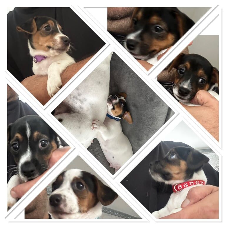 Jack Russell Terrier puppies for sale in Greenford, Greater London – 8 weeks old