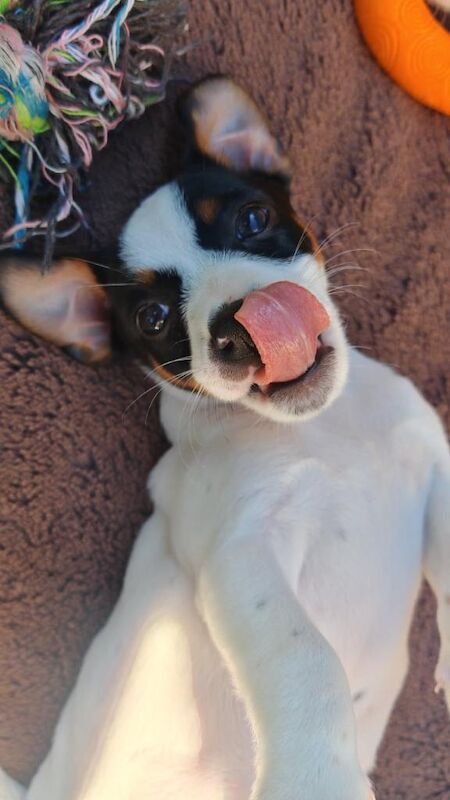 beautiful jack russel girl for sale