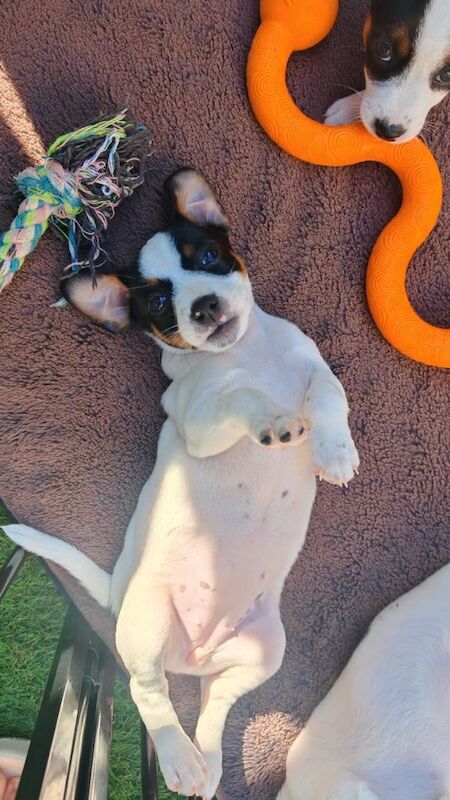 beautiful jack russel girl for sale - Image 2 of 5