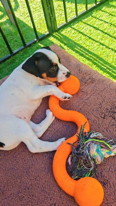 beautiful jack russel girl for sale - Image 3 of 5