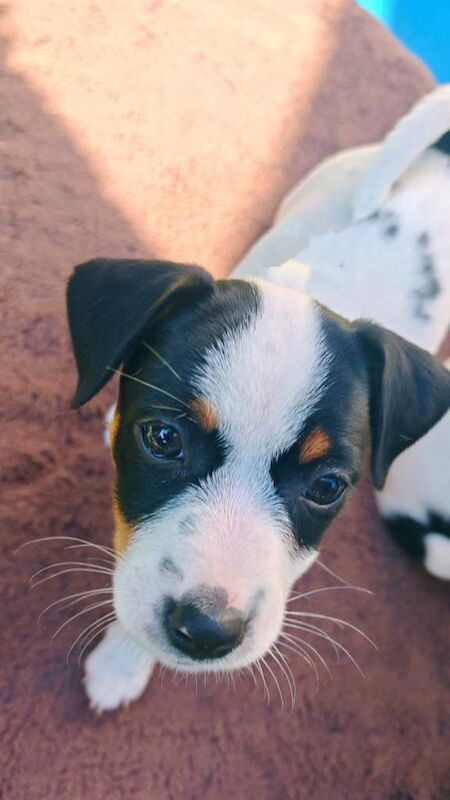 beautiful jack russel girl for sale - Image 4 of 5
